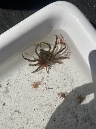 A juvenile spider crab in a collection tray