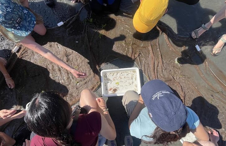 People looking at a collection tray with marine species inside