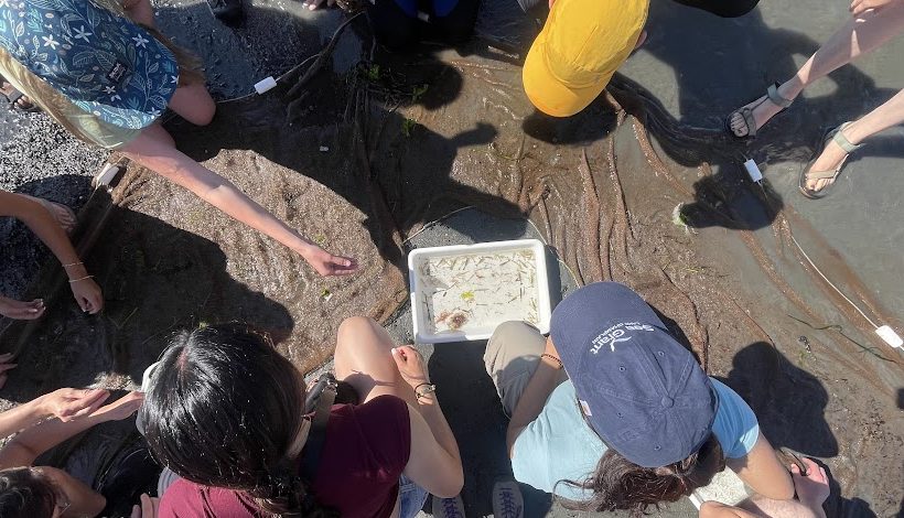 People looking at a collection tray with marine species inside