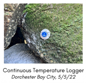 A small, round, blue device attached to a mossy boulder.