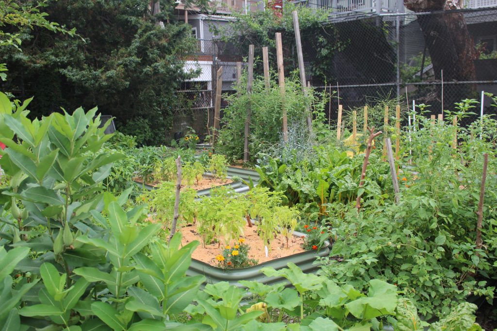 A lush landscape of rraised beds filled with growing vegetables and plants.