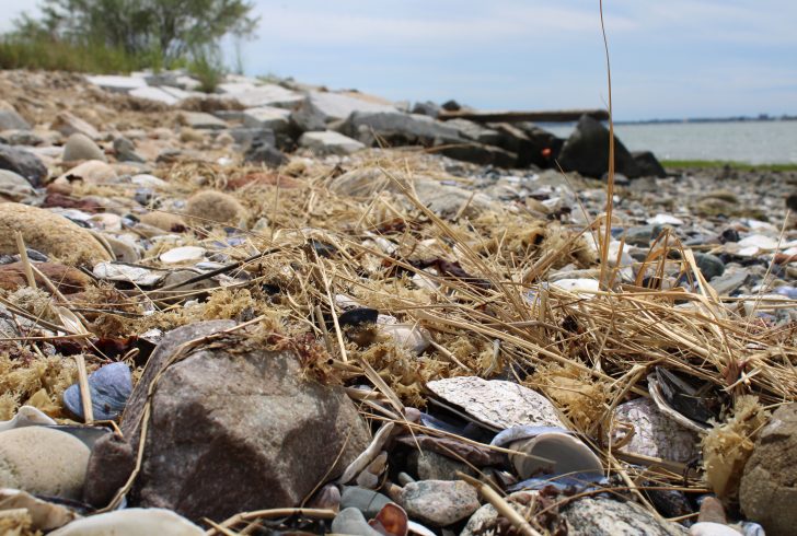 A close-up image of a wrack line with shells, dry grass, and seaweed along the shore.