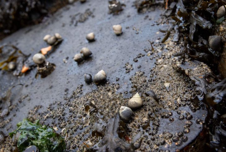Small snails crawling on a flat concrete surface