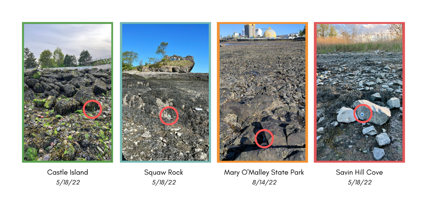 Four images showing the surface temperature logger at four different sites. Each image shows a dry rocky habitat, with a red circle marking the location of the temperature logger.